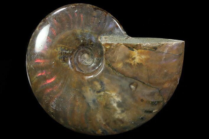 Flashy Red Iridescent Ammonite - Wide #81861